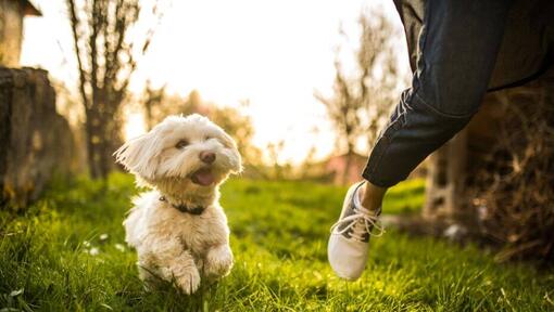 Istorie si origini Bichon Maltez