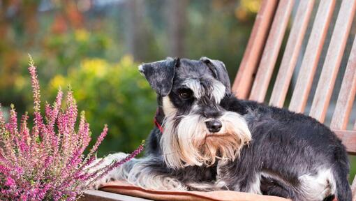 Schnauzer miniatural întins pe un scaun într-o grădină