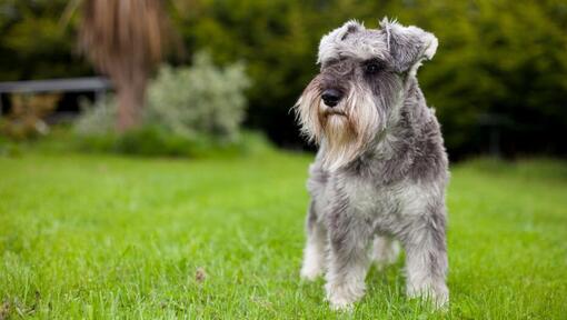 Schnauzer miniatural în picioare pe iarbă