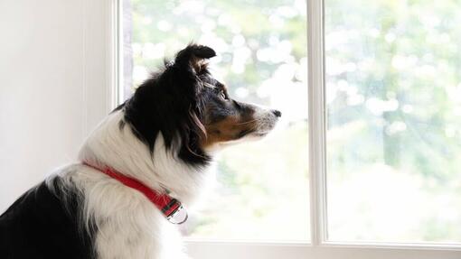 cachorro a olhar pela janela