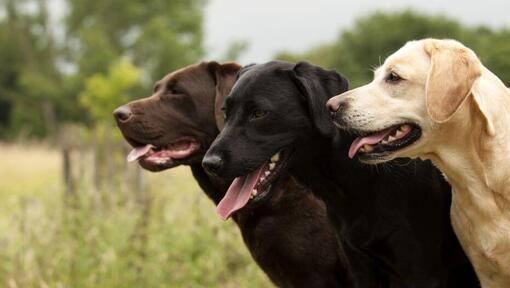 trei caini Labrador stand impreuna