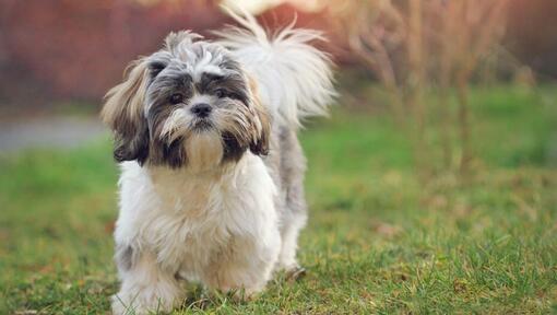 Câine shih tzu care merge pe iarbă