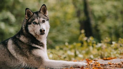 Istorie si origini caine Husky