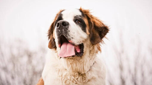 Caine Saint Bernard