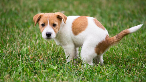 Catel jack russel facandu-si nevoile pe iarba