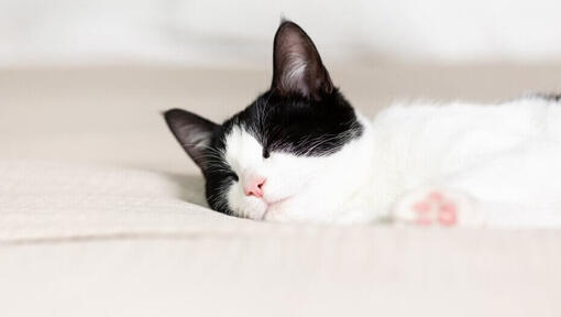pisica alb negru care doarme