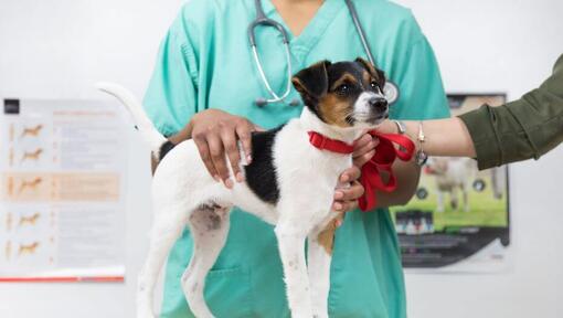 Veterinar examinand un catel