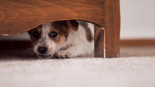 Cachorrinho escondido debaixo de móveis