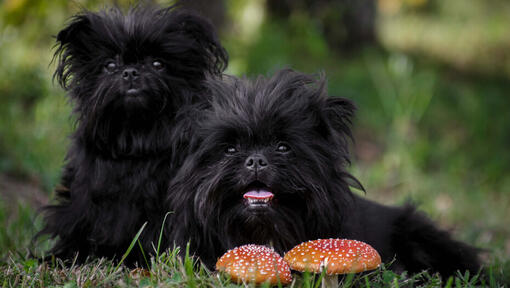 doi Affenpinscher negri se uită la camera de filmat.