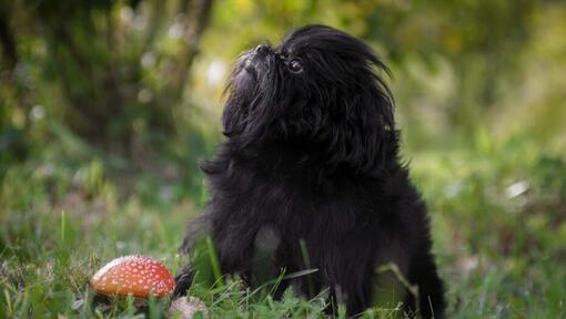 Affenpinscher în pădure