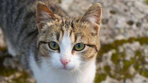 American Wirehair se uită la cineva