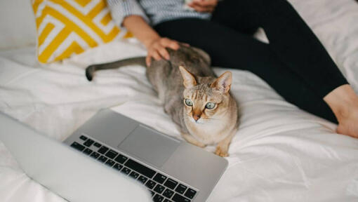 Femeie se uită la un film pe laptop cu animalul ei de companie - pisică asiatică