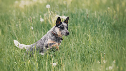Australian Cattle Dog, caine de turma.