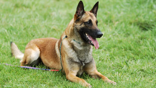 Ciobanesc Belgian Malinois stand intins pe iarba