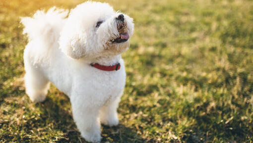 Cainele Bichon Frise