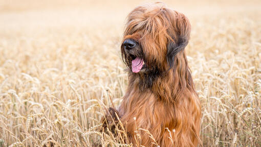 Briard stând pe câmp