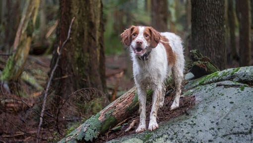 Caine rasa Brittany în picioare pe stâncă