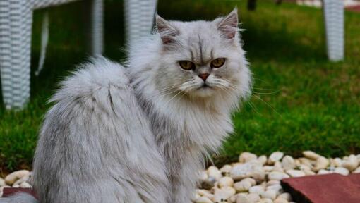 Pisica Chinchilla cu blana gri se uită la cineva