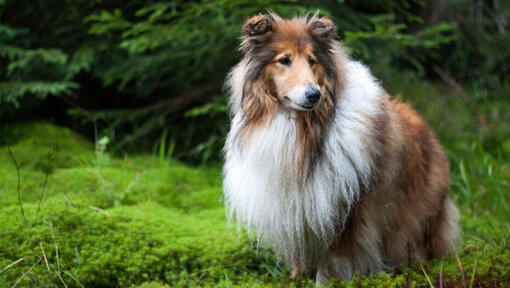 Collie stând în picioare în pădure