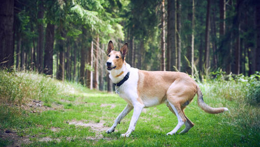 Collie cu păr neted în pădure