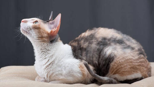 Pisica Cornish Rex este întinsă pe canapea