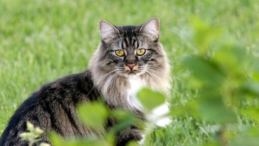 Pisica Cymrics stă în picioare în grădină