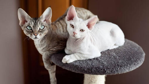 Două pisici Devon Rex trag un pui de somn împreună