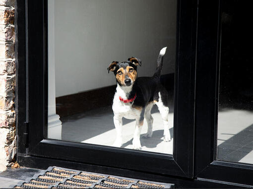 Câine cu zgardă roşie, privind pe fereastră