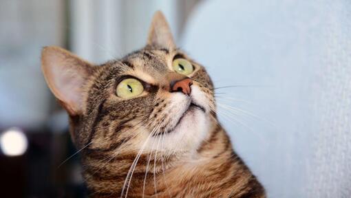 pisica egipteană Mau se uită surprinsă la ceva