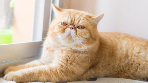 Exotic Shorthair stă întins pe pervazul ferestrei