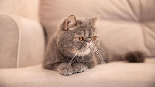 Exotic Shorthair este întins pe canapea