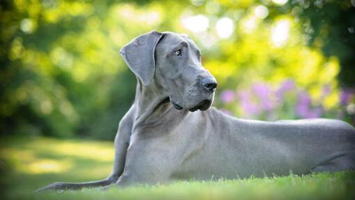 Dog german gri