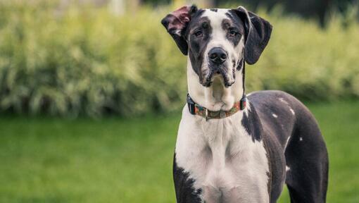 Rasa Dog german (Marele danez)
