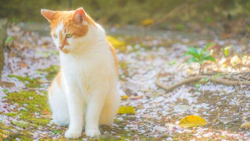 Pisica japoneză Bobtail Long Hair se plimbă în parc