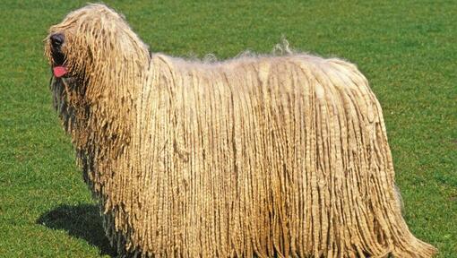 Komondor cu limba scoasă în sus