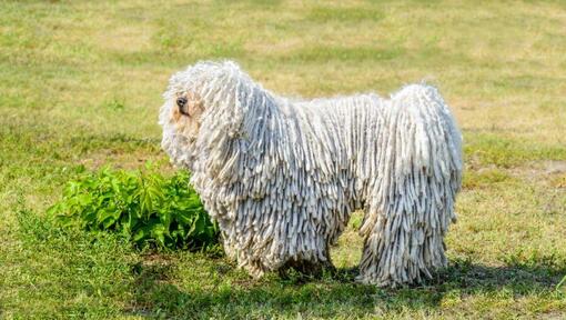 Komondor pe câmp