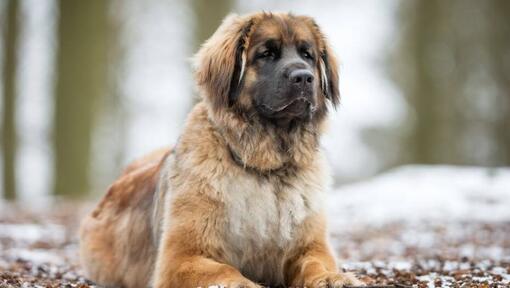 Leonberger se află lângă o pădure înzăpezită