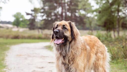 Leonberger stă pe o cărare lângă pădure