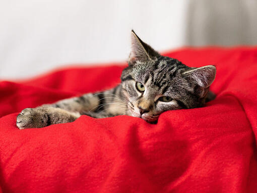 Pisică stând pe o pernă roşie