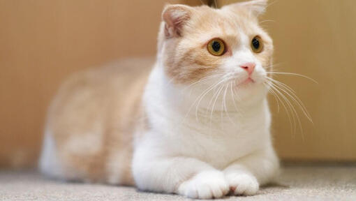 Munchkin cat best sale pret
