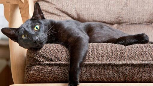 Pisica Orientală cu părul scurt stă întinsă pe canapea