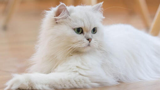 Pisica persană cu părul lung este întinsă pe podea