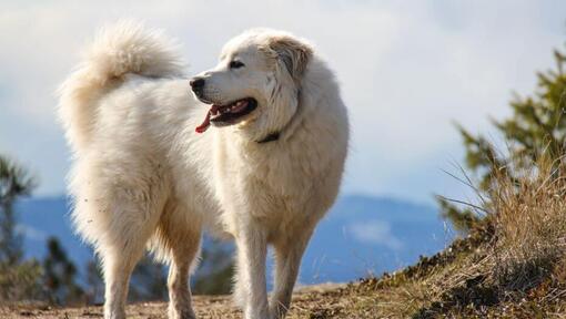 Câinele ciobănesc de Pirinei se plimbă în apropierea muntelui