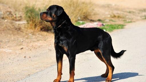 Rottweiler în picioare pe drum