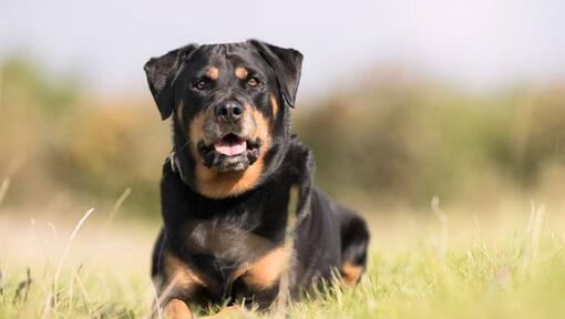 Rottweiler întins în iarbă