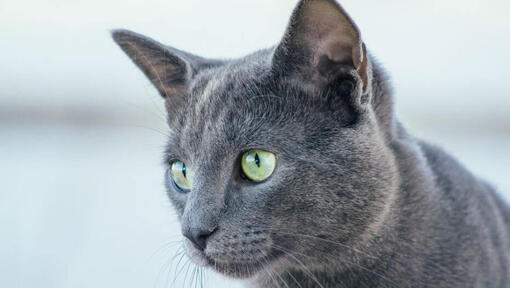 Pisica Albastru de Rusia se uită la cineva