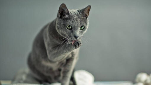 Pisica Albastru de Rusia își spală labele