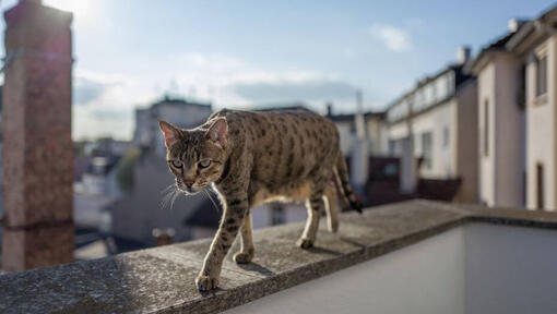pisica Savannah se plimbă pe balcon