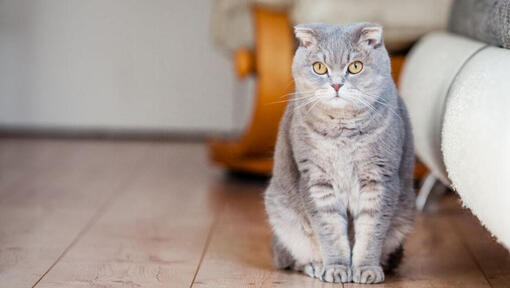 Pisica Scottish Fold stă pe podea