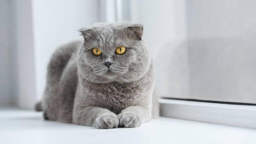 Pisica Scottish Fold stă întinsă pe pervazul unei ferestre